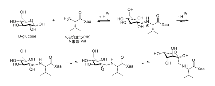 図1. 生体内における D-glucose とヘモグロビン N末端 Val 残基とのアマドリ転位反応